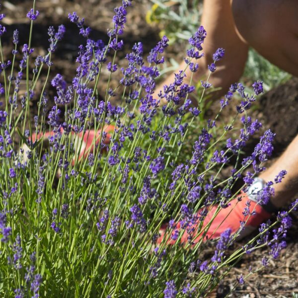 Best Tips for Planting and Growing Lavender Plants Successfully