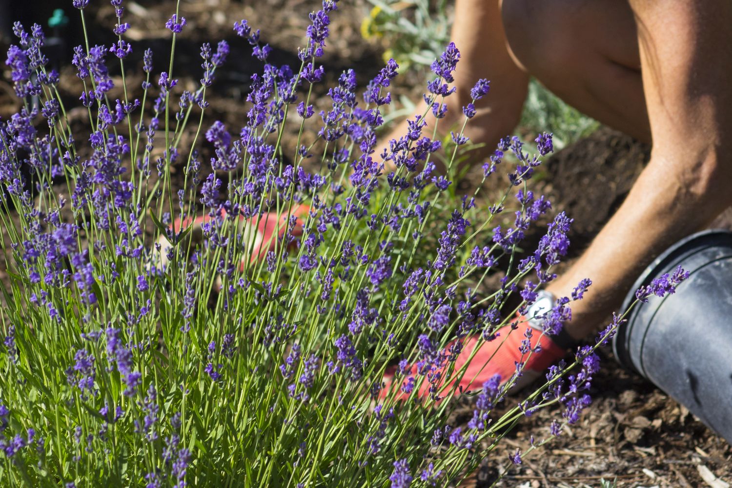 Best Tips for Planting and Growing Lavender Plants Successfully