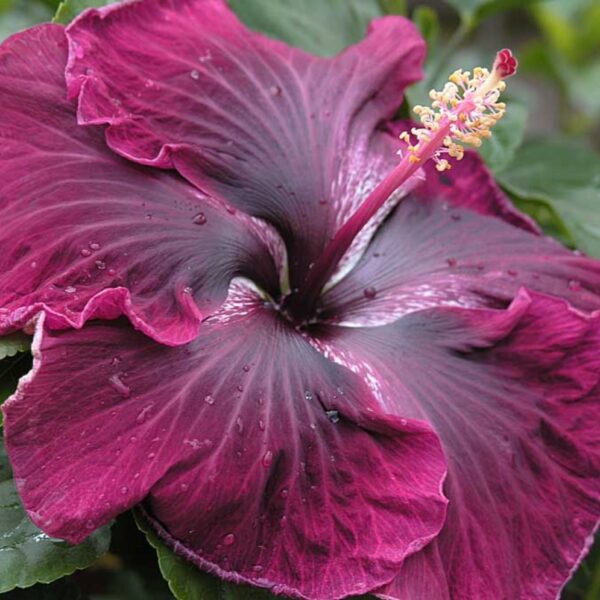 Black Dragon Hibiscus: Growing Tips and Tricks