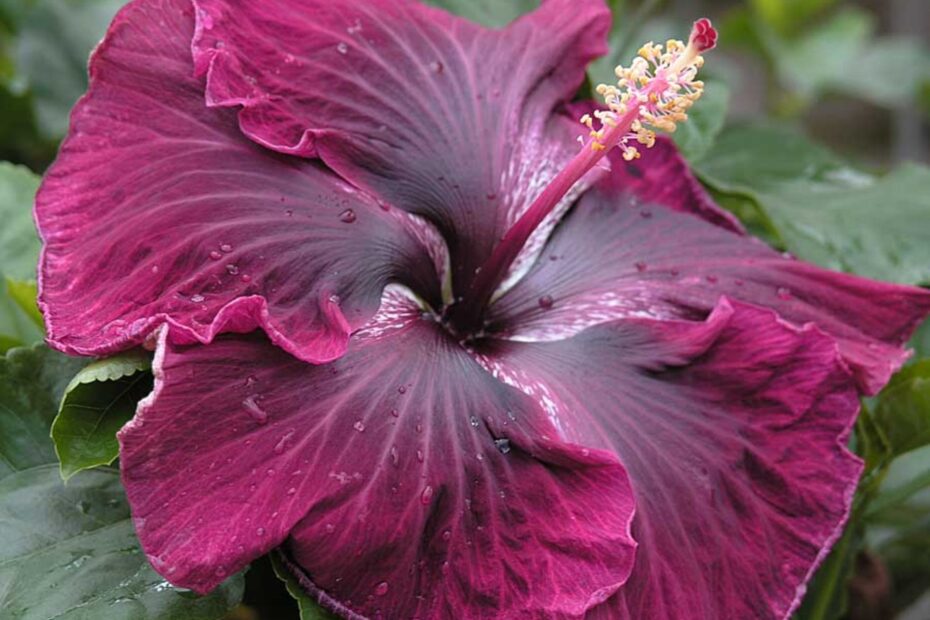 Black Dragon Hibiscus: Growing Tips and Tricks