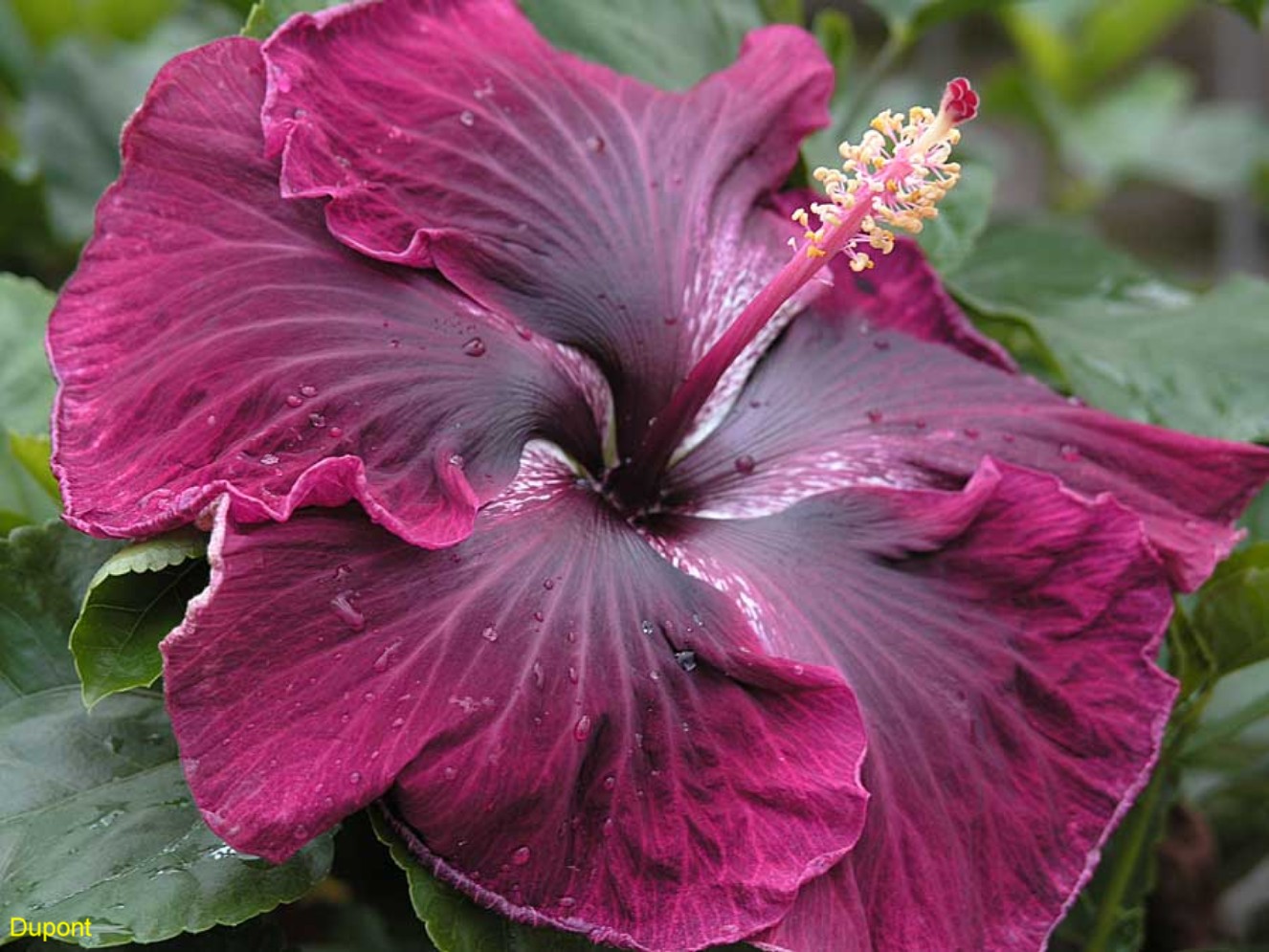 Black Dragon Hibiscus: Growing Tips and Tricks