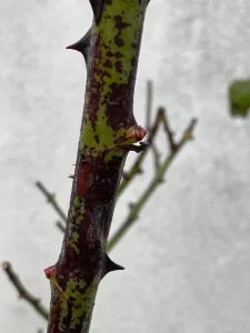 Black Rose Stems? Discover the Possible Causes