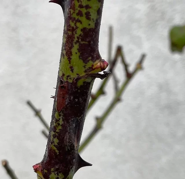 Black Rose Stems? Discover the Possible Causes