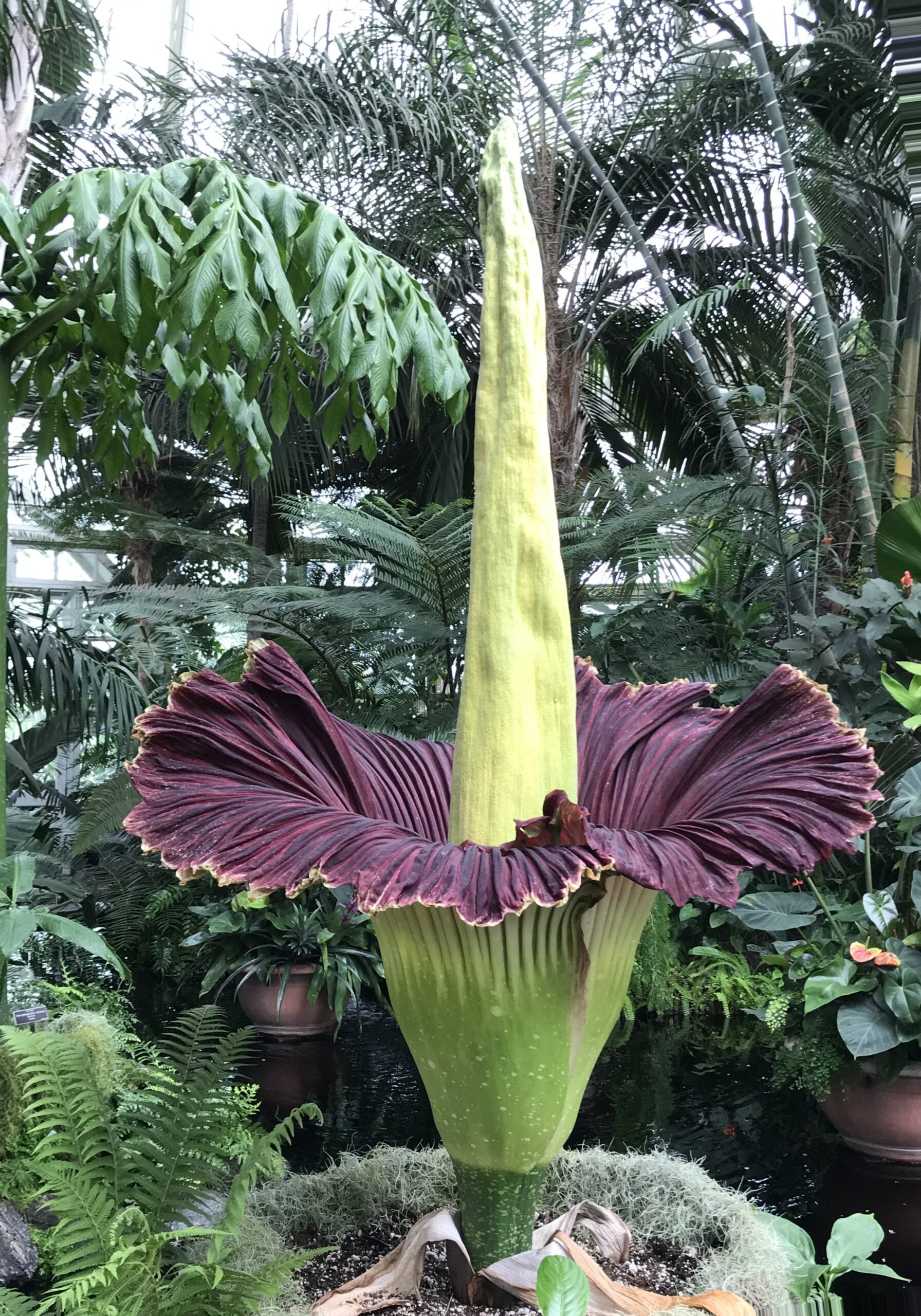 World’s Largest Corpse Flower set: Putrid Pungence