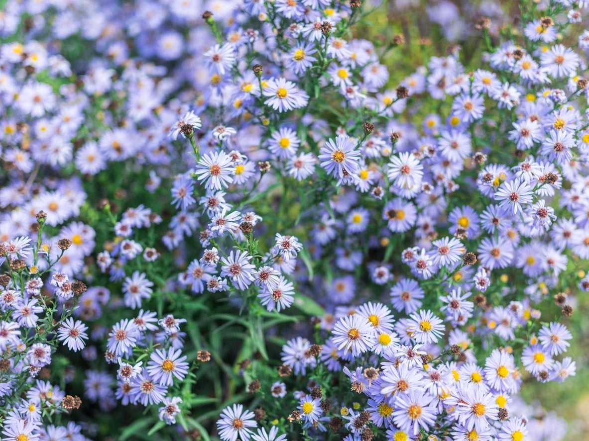 Blue Aster Varieties: Choosing and Planting Tips