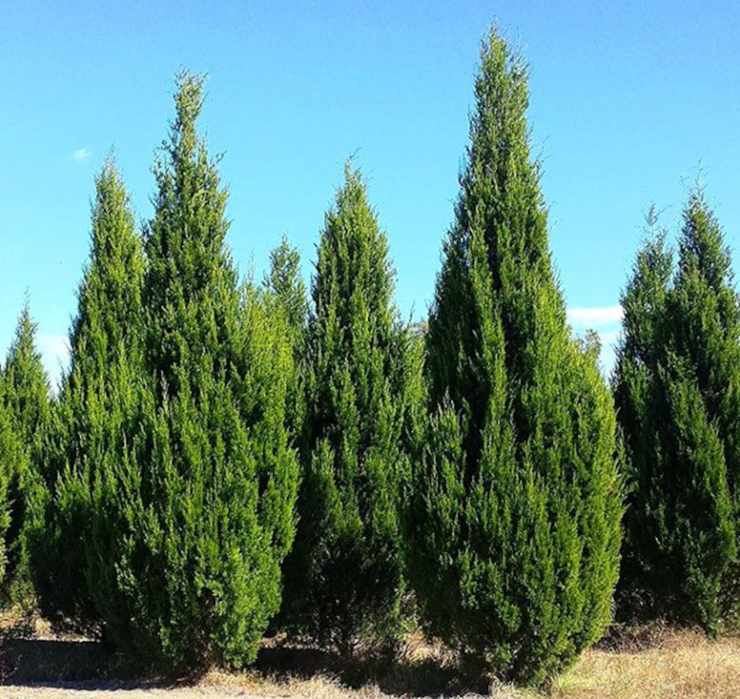 Brodie Juniper: The Evergreen Tree You Need