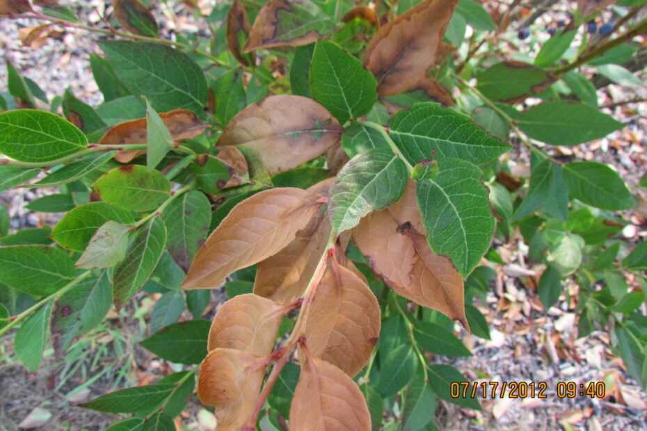 Brown Blueberry Leaves: Causes and Solutions