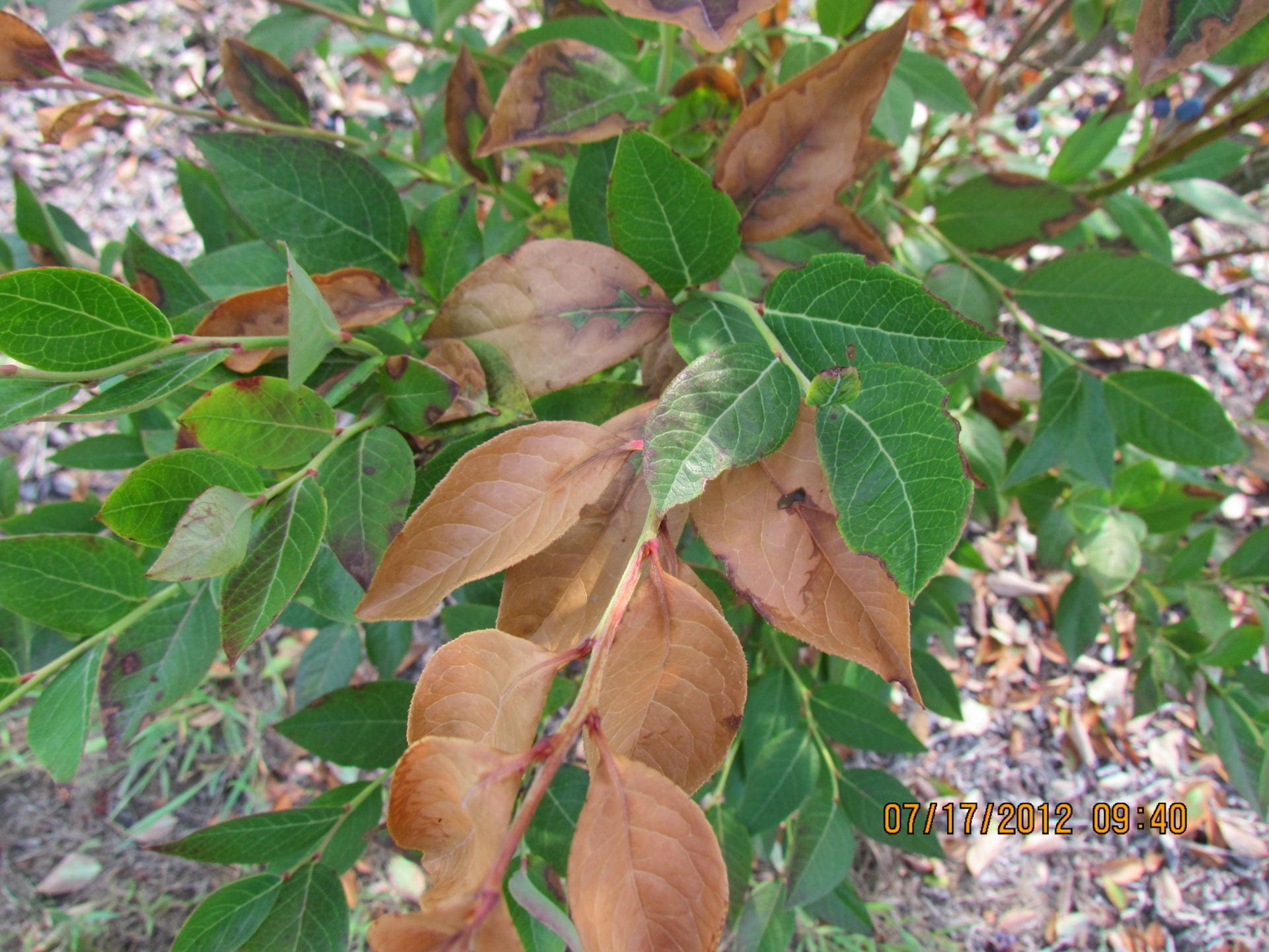 Brown Blueberry Leaves: Causes and Solutions