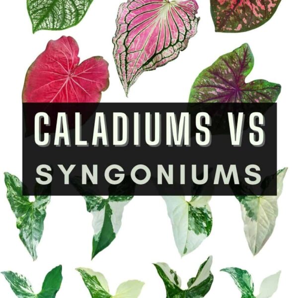 Caladium Vs Syngonium: Discover the Differences & Similarities