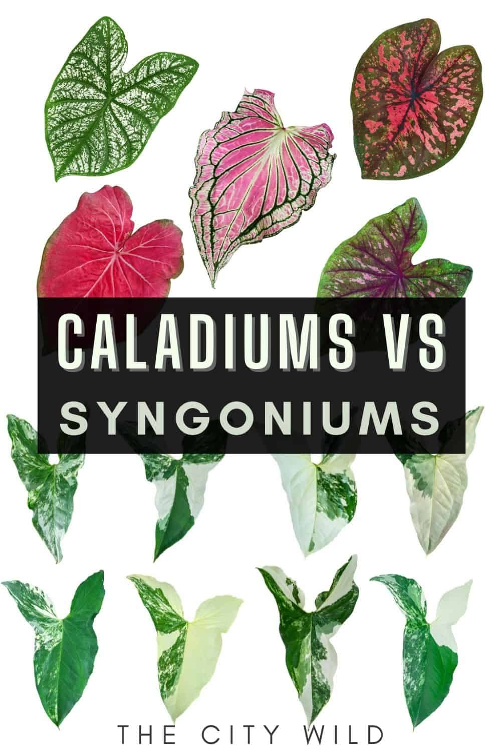 Caladium Vs Syngonium: Discover the Differences & Similarities