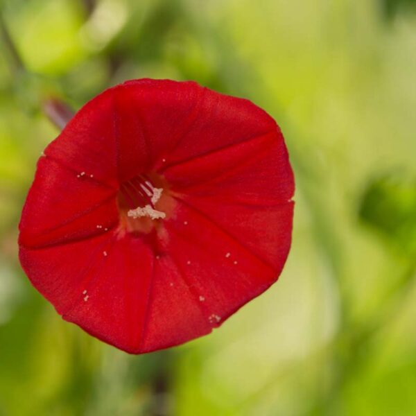 Cardinal Climber: A Splash of Color from Spring to Frost