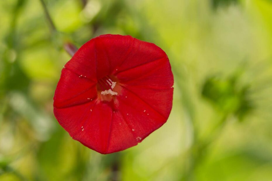 Cardinal Climber: A Splash of Color from Spring to Frost