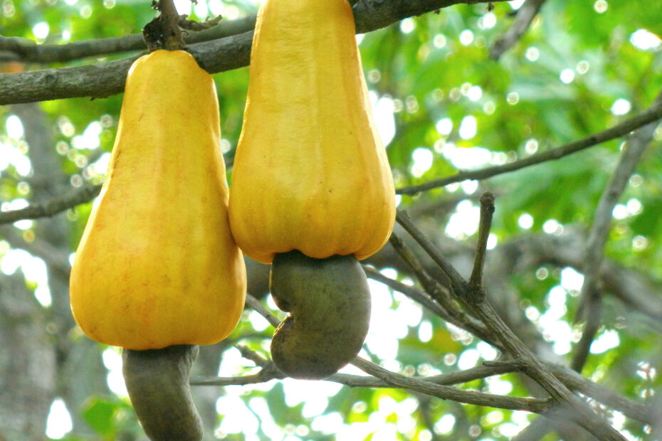 **Cashew: From the Tree to Your Plate**