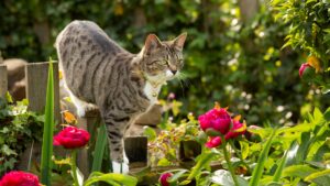 Cat-Friendly Shrubs: Safe and Stylish Choices