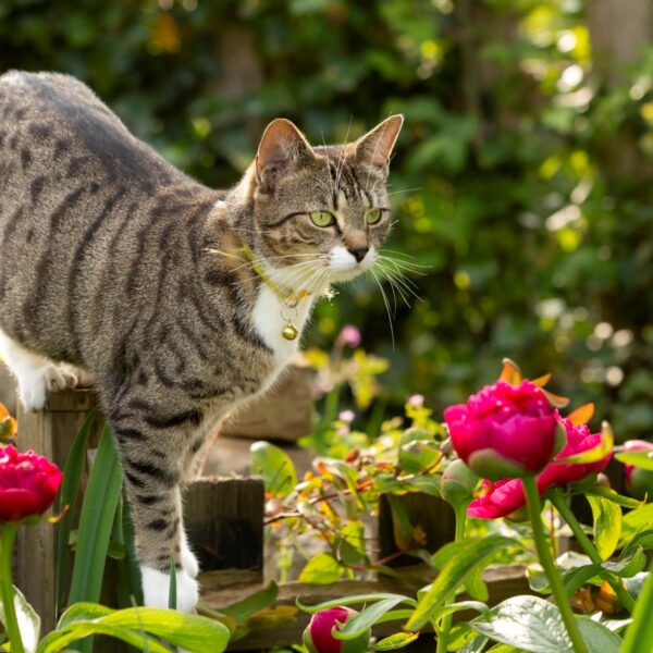 Cat-Friendly Shrubs: Safe and Stylish Choices