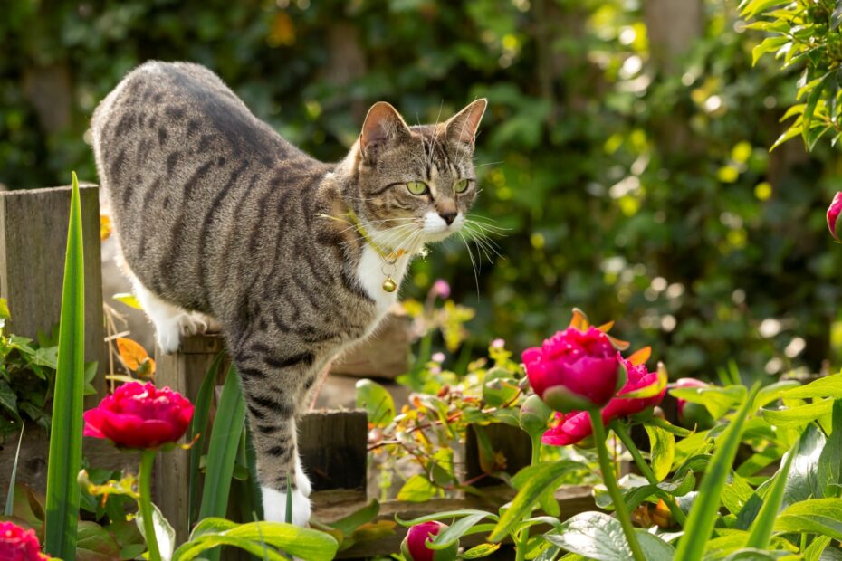 Cat-Friendly Shrubs: Safe and Stylish Choices