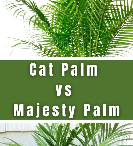 Cat Palm vs Majesty Palm: Which Should You Choose?