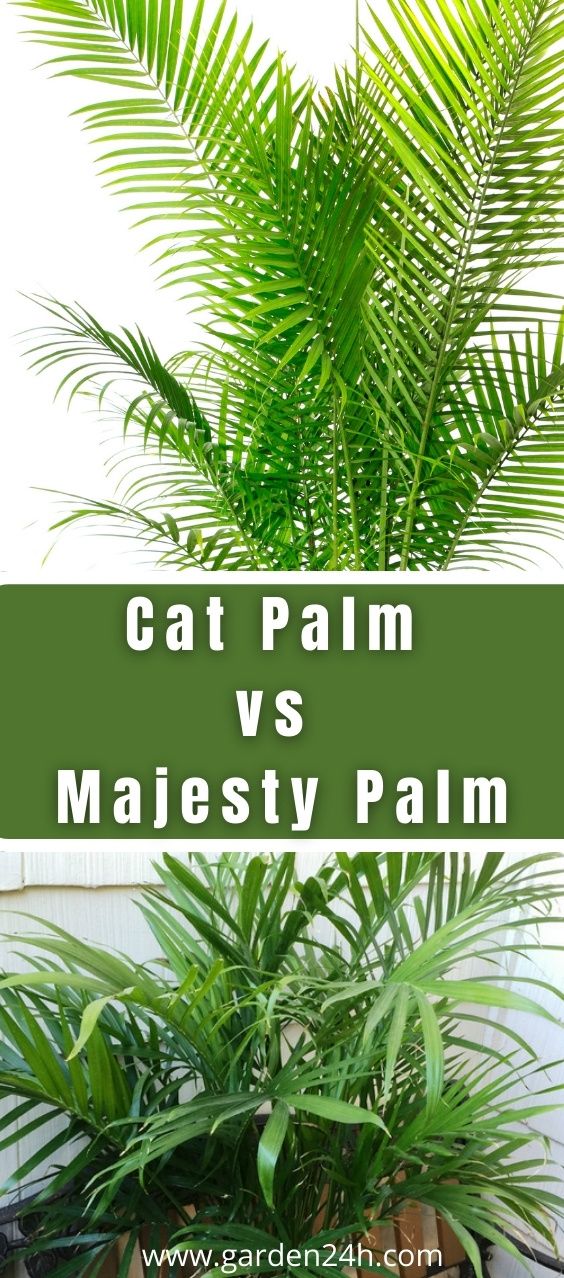 Cat Palm vs Majesty Palm: Which Should You Choose?