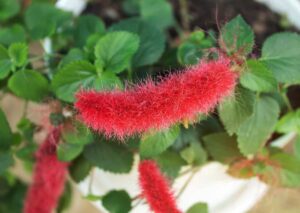 **Chenille Plant: A Fuzzy Friend for Your Garden**