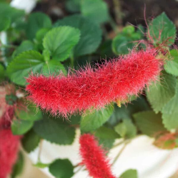 Chenille Plant: A Fuzzy Friend for Your Garden