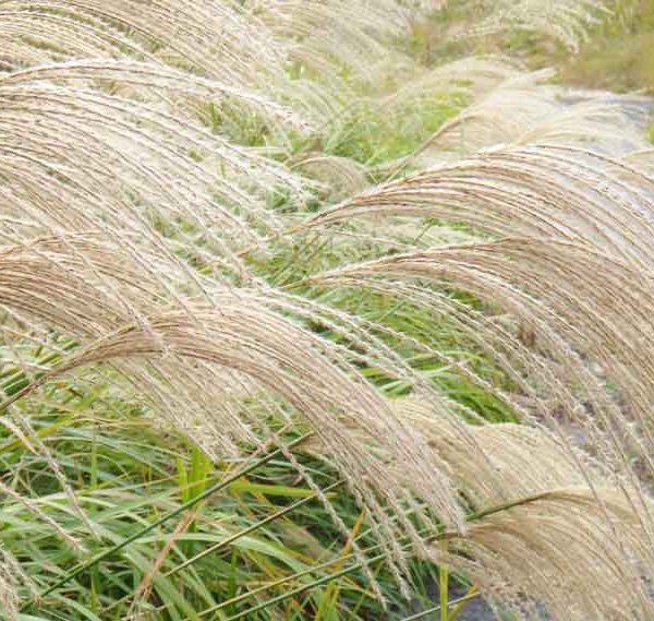 “Chinese Silver Grass”: A Graceful Grass With Many Uses