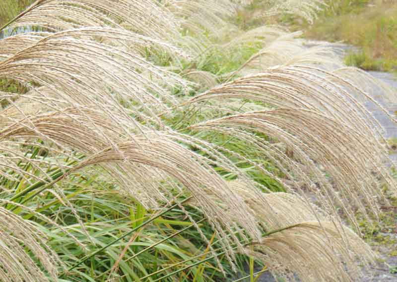 **“Chinese Silver Grass”: A Graceful Grass With Many Uses**