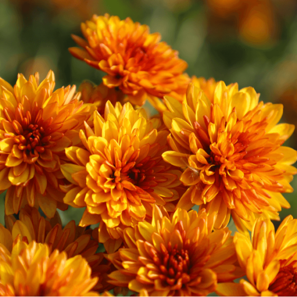 Chrysanthemum: The Flower of Autumn