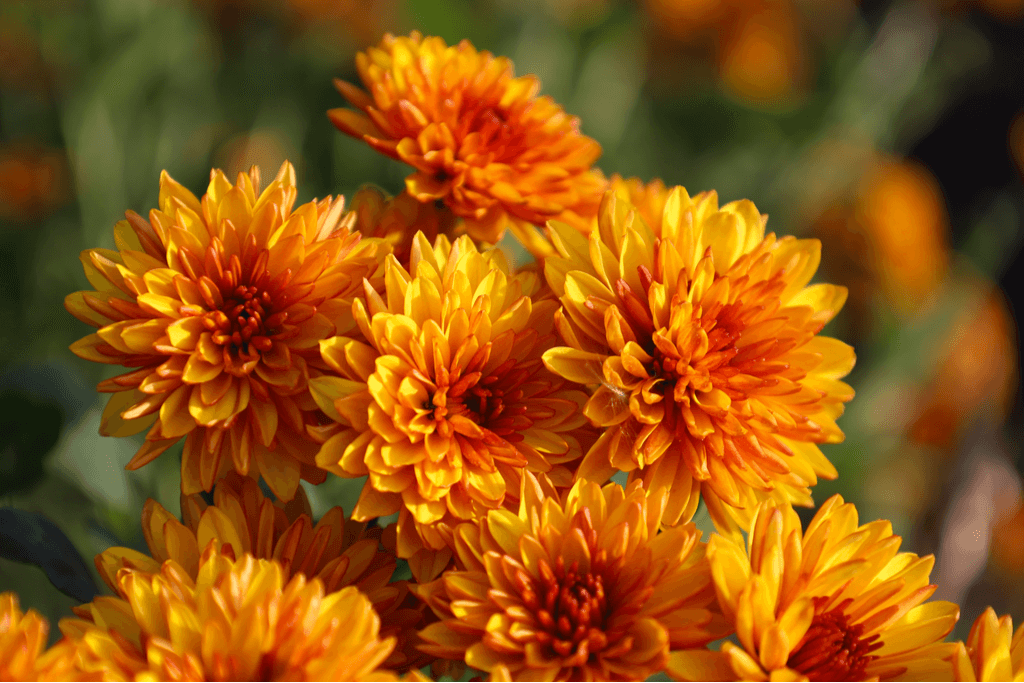 **Chrysanthemum: The Flower of Autumn**