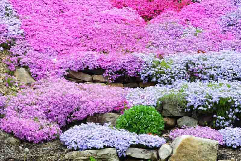 Companion Plants for Creeping Phlox: Our Top Picks