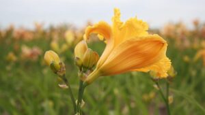 Daylily Colors and 10 Interesting Facts You Need to Know!