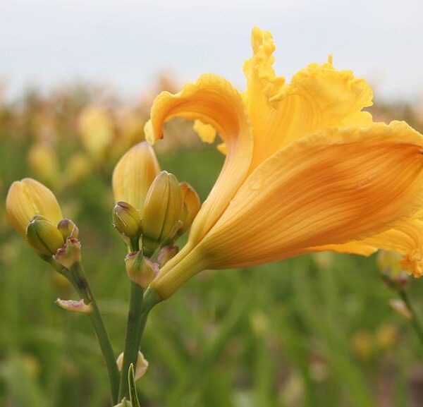 Daylily Colors and 10 Interesting Facts You Need to Know!