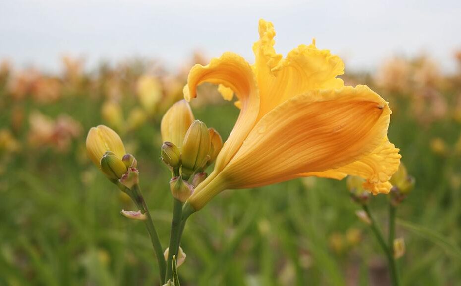 Daylily Colors and 10 Interesting Facts You Need to Know!