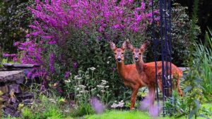 Deer-Resistant Delights: Top Shrubs for Your Garden