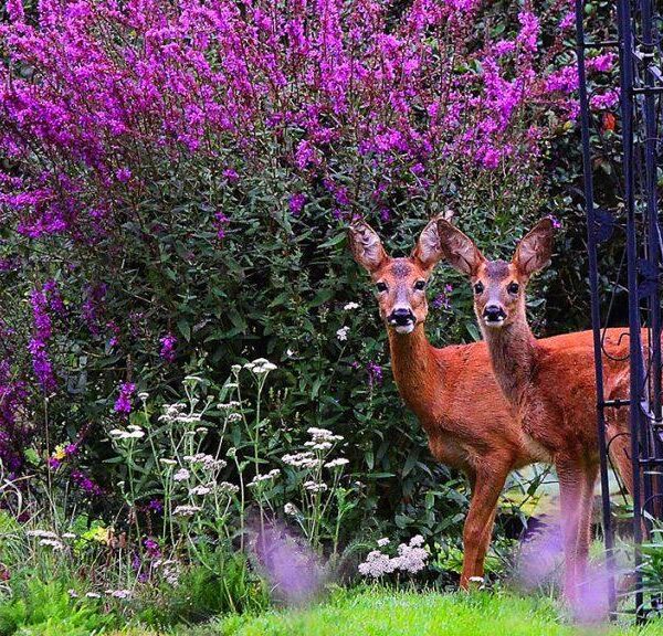 Deer-Resistant Delights: Top Shrubs for Your Garden