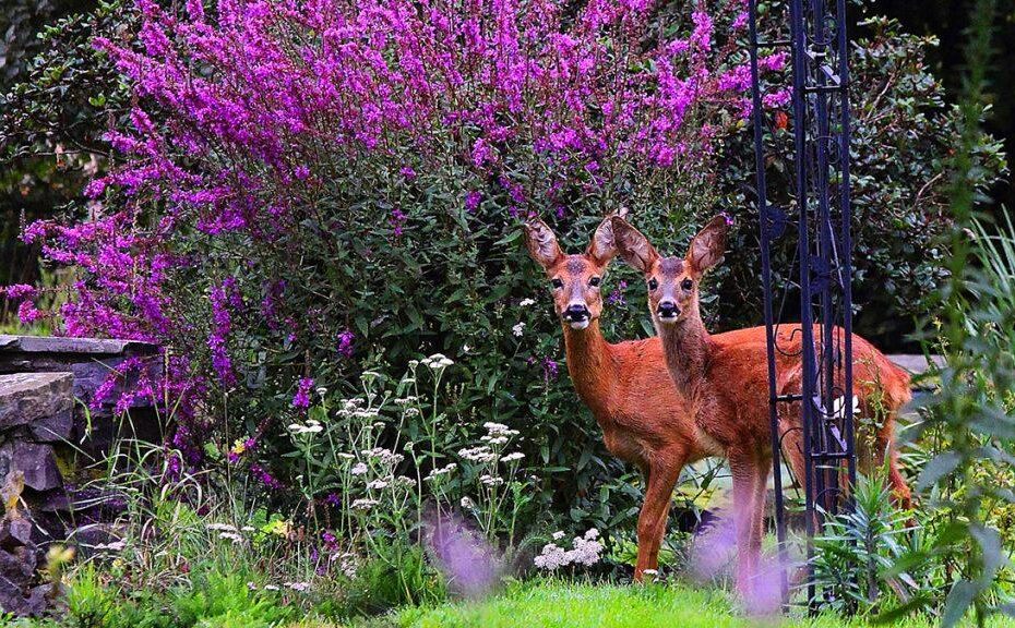 Deer-Resistant Delights: Top Shrubs for Your Garden