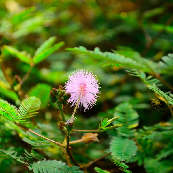 Discover the Fascinating World of the Sensitive Plant