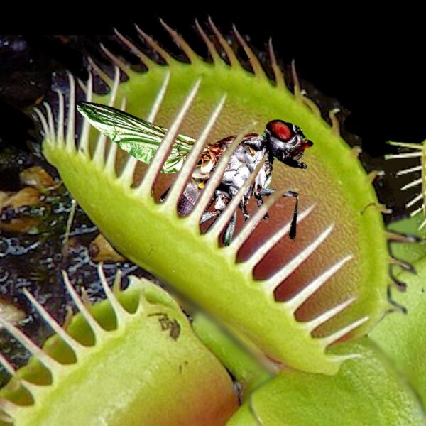 Venus Fly Trap: Nature’s Sneaky Carnivorous Plant