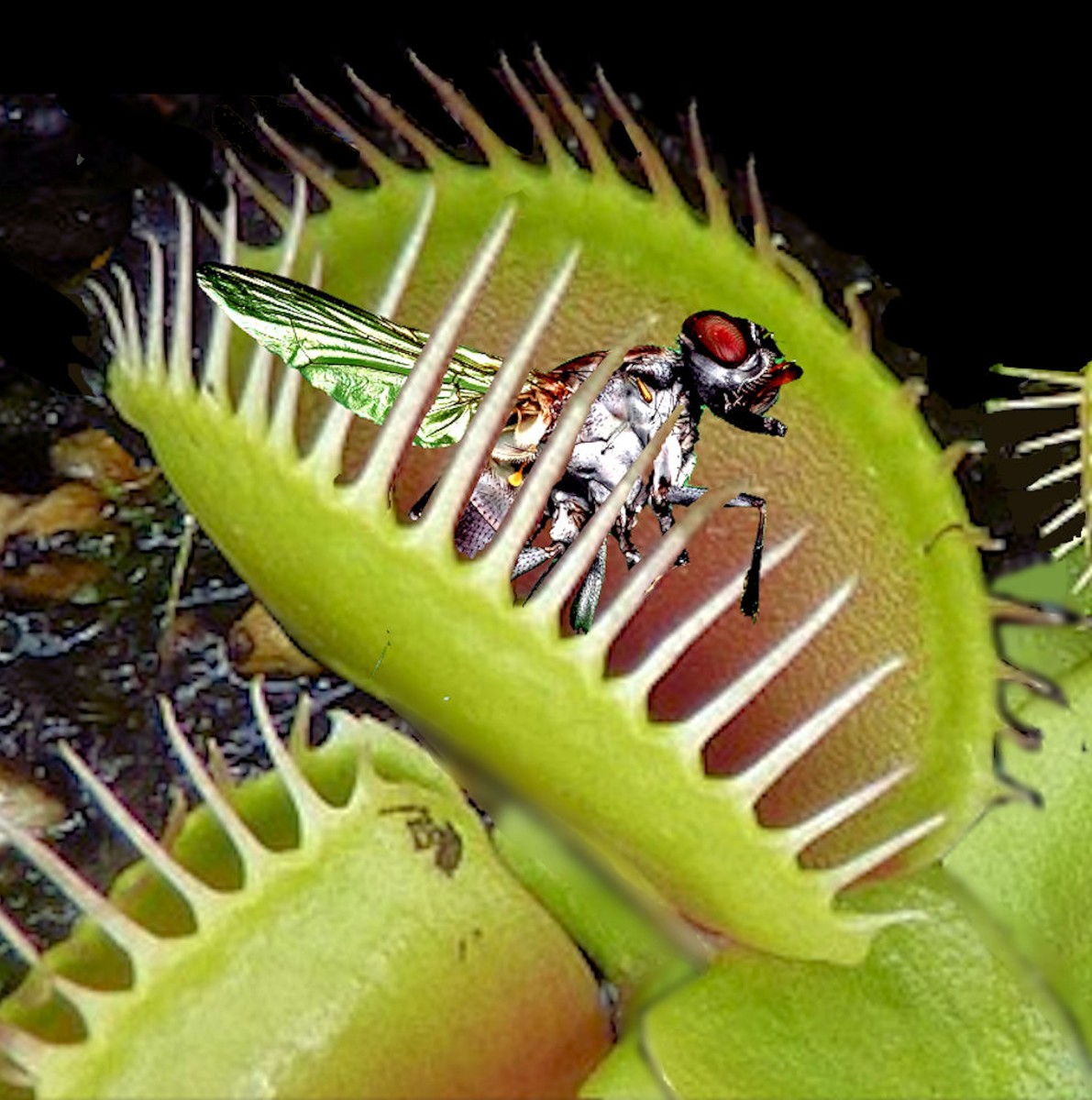 Venus Fly Trap: Nature’s Sneaky Carnivorous Plant