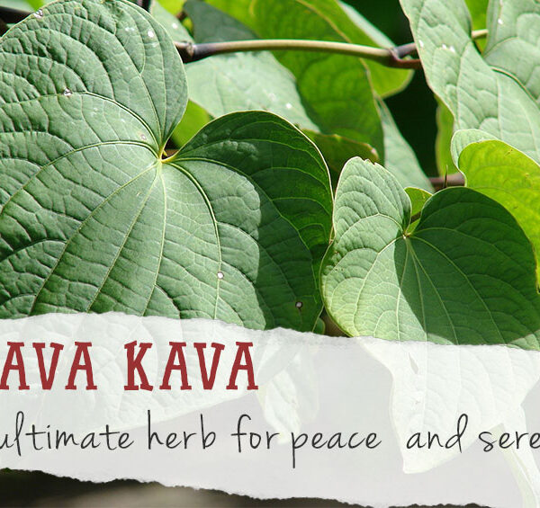 Discover the Health Benefits and Cultural Significance of the Mighty Kava Plant