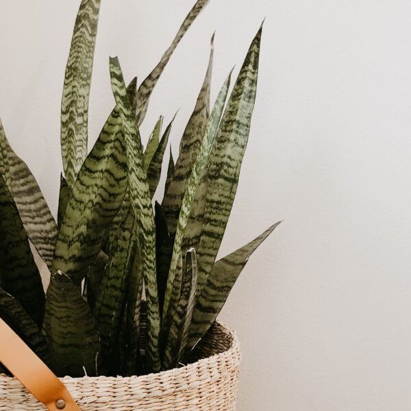 Discover the Health Benefits of Snake Plants: The Indoor Plant That Purifies Your Air