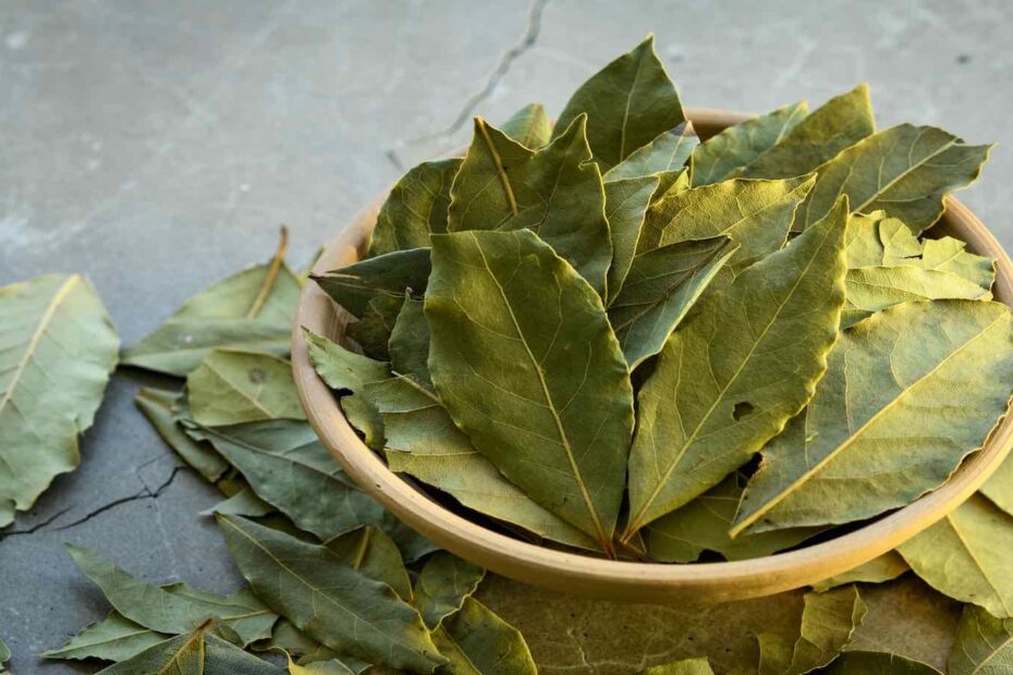 Discover the Secret Benefits of the Mighty Bay Leaf Tree 🌿