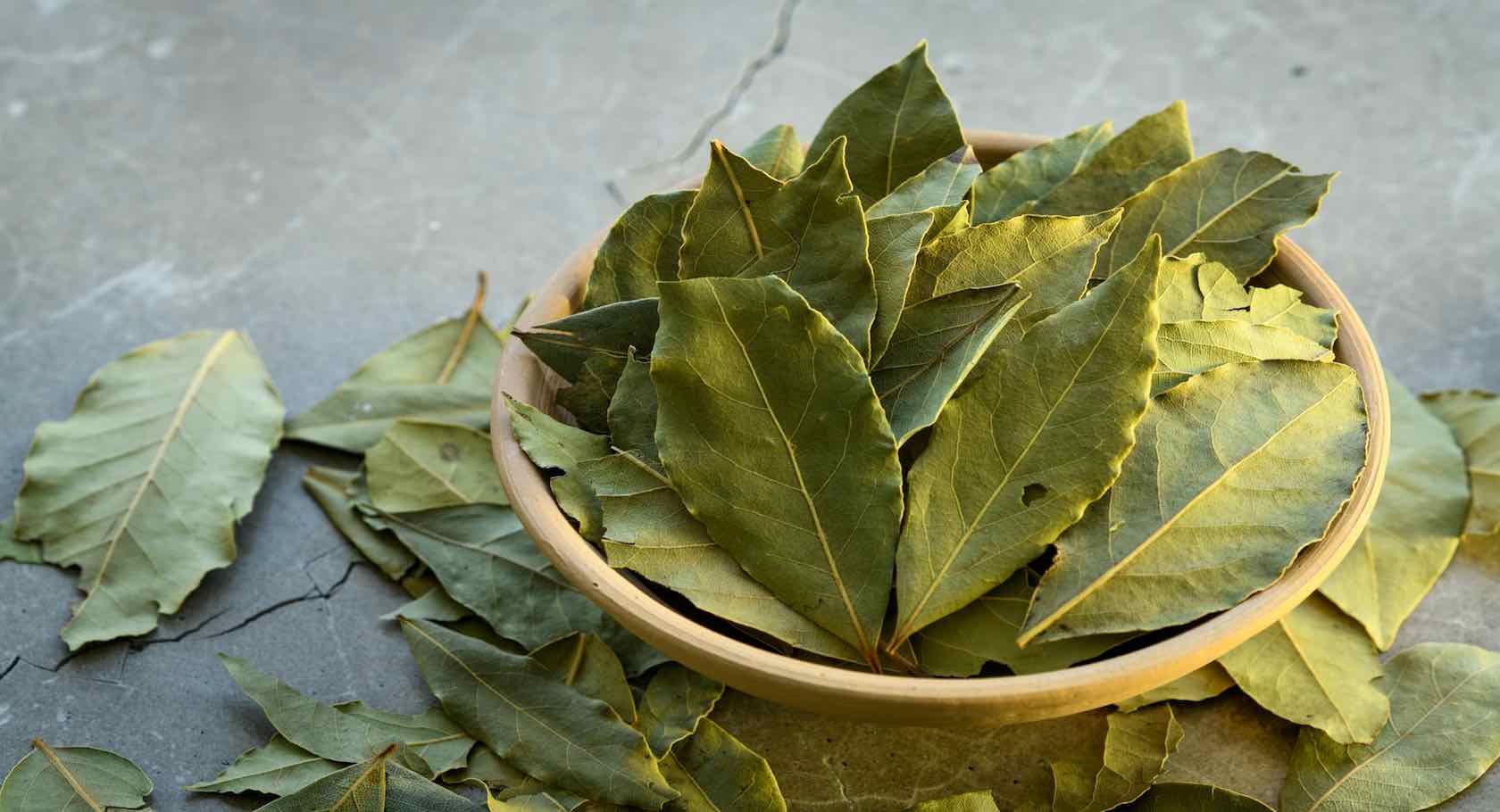 Discover the Secret Benefits of the Mighty Bay Leaf Tree 🌿