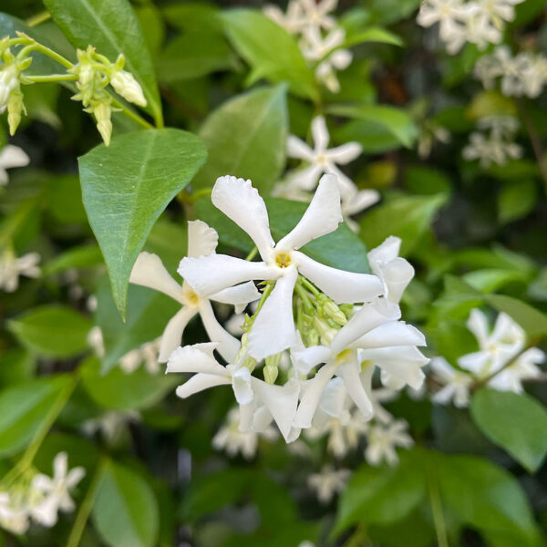 Discover the Secret of the Fragrant Star Jasmine Plant