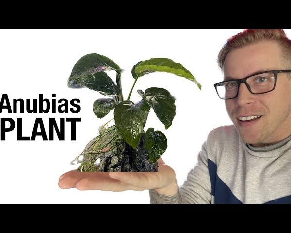 Discover the Secret of Thriving Anubias Plants 