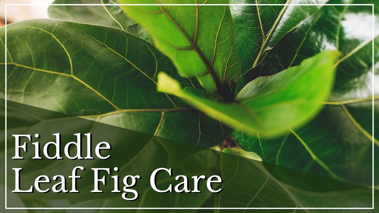 Discover the Secret to Thriving Fiddle Leaf Figs