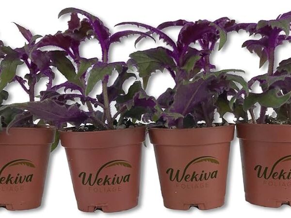 Discover the Stunning Purple Passion Plant