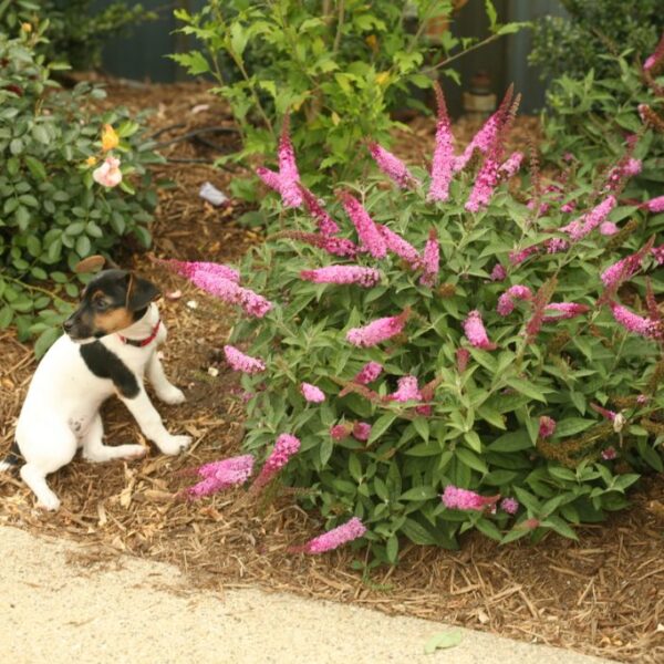 Dog-Friendly Shrubs: Safe and Beautiful Choices