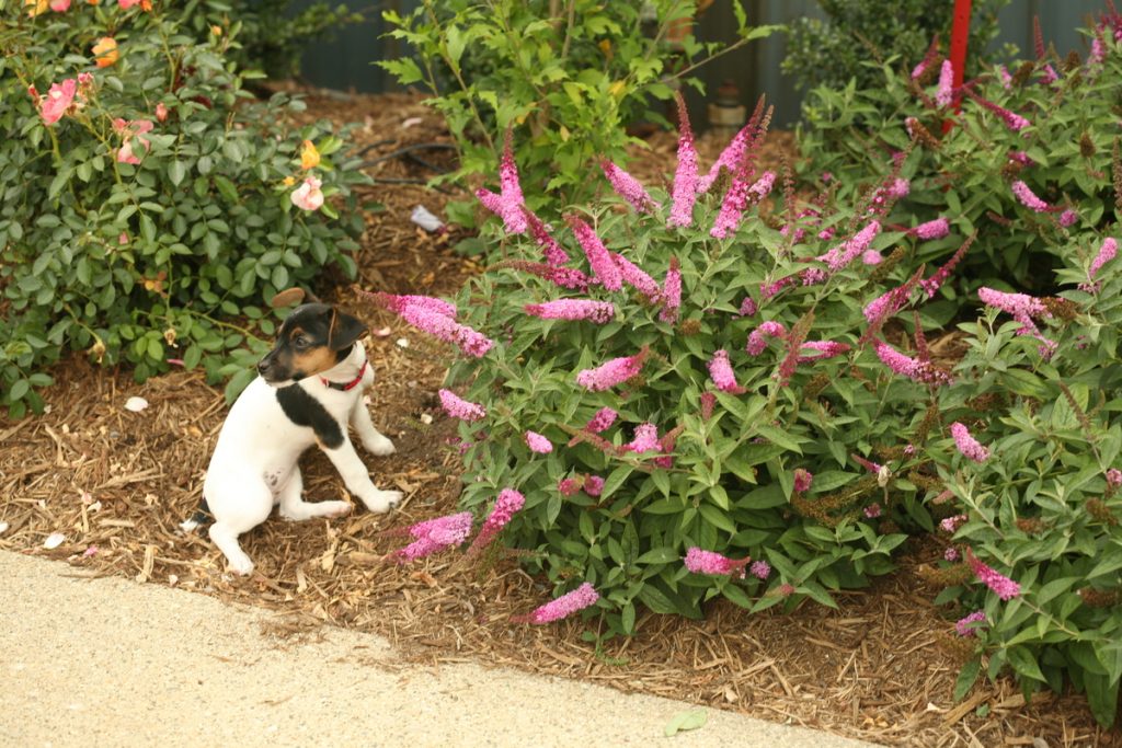 Dog-Friendly Shrubs: Safe and Beautiful Choices