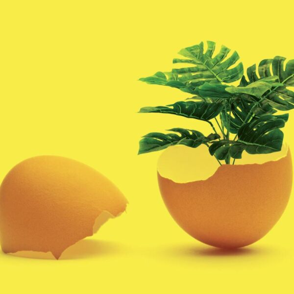 Egg Shells and Potted Plants: The Surprising Connection