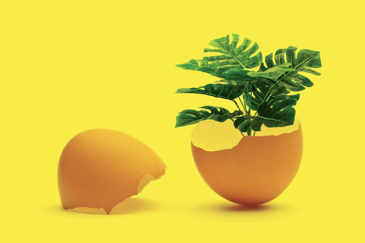 Egg Shells and Potted Plants: The Surprising Connection